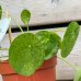 Pilea peperomioides (pilea) ´MOJITO´, kont. C1L, výška: 15-20 cm